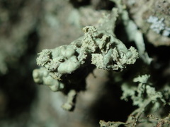 Ramalina baltica