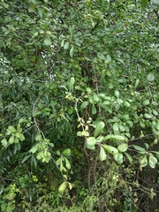 Prunus × fruticans