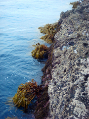 Lessonia tholiformis