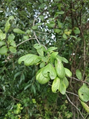Prunus × fruticans