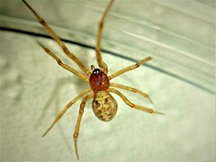Steatoda triangulosa