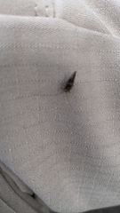 Cerastipsocus venosus