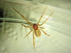 Steatoda triangulosa
