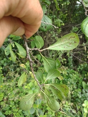 Prunus × fruticans