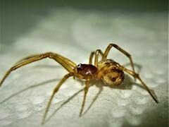 Steatoda triangulosa