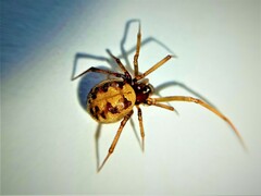 Steatoda triangulosa