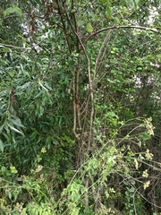 Prunus × fruticans