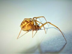 Steatoda triangulosa