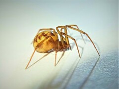 Steatoda triangulosa