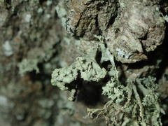Ramalina baltica