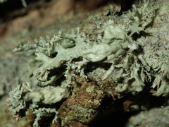 Ramalina baltica