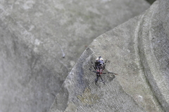 Yolinus albopustulatus