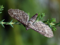 Eupithecia nanata