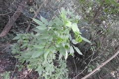 Vitex negundo heterophylla