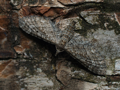 Eupithecia nanata