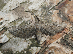 Eupithecia nanata