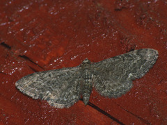 Eupithecia nanata