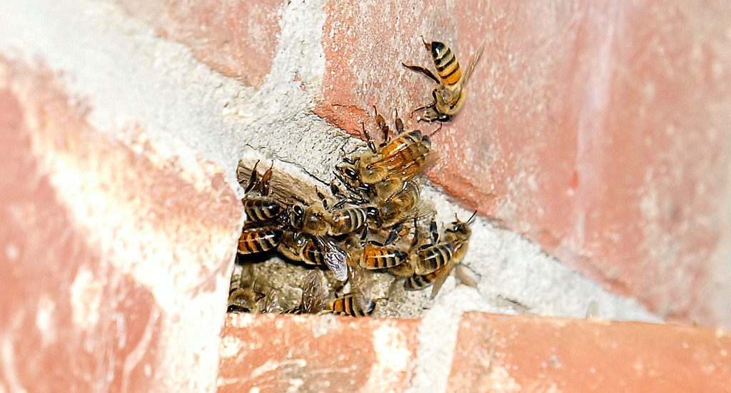 Western Honey Bee from hidden pond & nature trail Burleson, TX, USA on