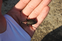 Carabus elysii
