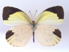 Eurema daira eugenia