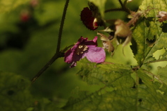 Rubus odoratus