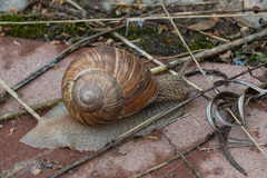 Helix pomatia