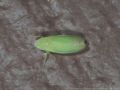 Memnonia flavida