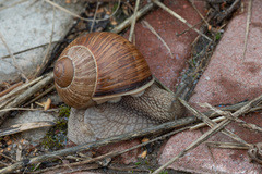 Helix pomatia