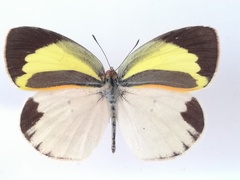 Eurema daira eugenia