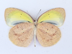 Eurema daira eugenia
