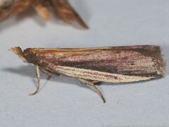 Peoria roseotinctella