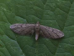 Eupithecia ochridata