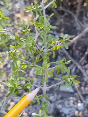 Forestiera angustifolia