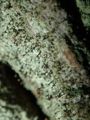 Chaenotheca trichialis