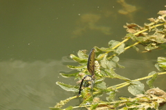 Matrona basilaris