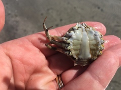 Persephona aquilonaris