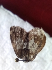 Hydriomena impluviata