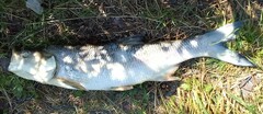 Leuciscus aspius