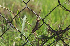 Anolis quercorum