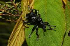 Gymnopholus