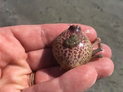 Persephona aquilonaris