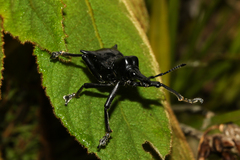 Gymnopholus
