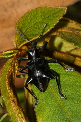 Gymnopholus