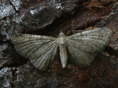 Eupithecia plumbeolata