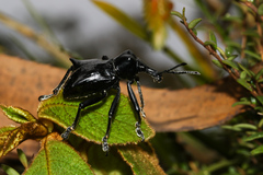 Gymnopholus