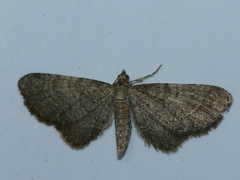 Eupithecia plumbeolata