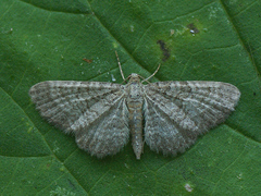 Eupithecia plumbeolata