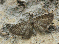 Eupithecia plumbeolata
