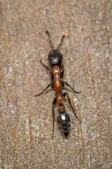 Pseudomyrmex championi