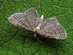 Eupithecia plumbeolata